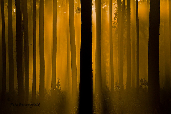 Foggy Dawn