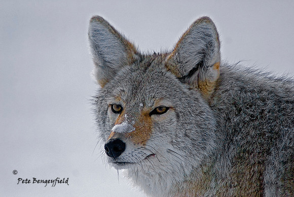 Coyote Portrait