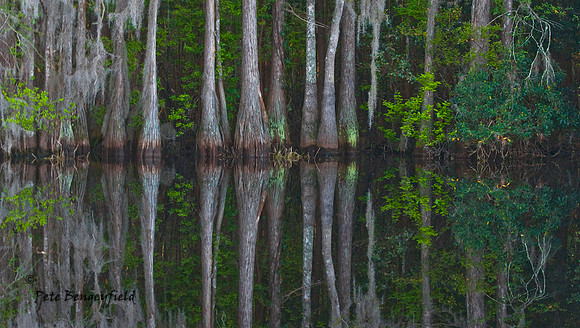 Cypress Reflection