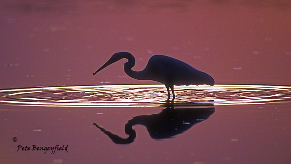 Double Egret