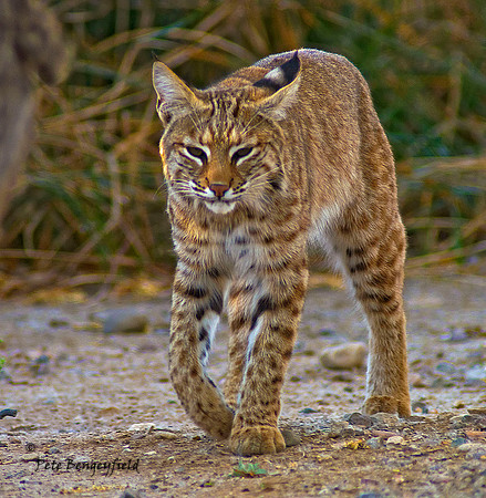 Bobcat