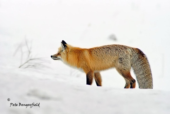 fox-486-d