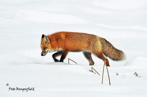 fox-468-d