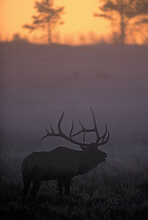 Dawn Challenge