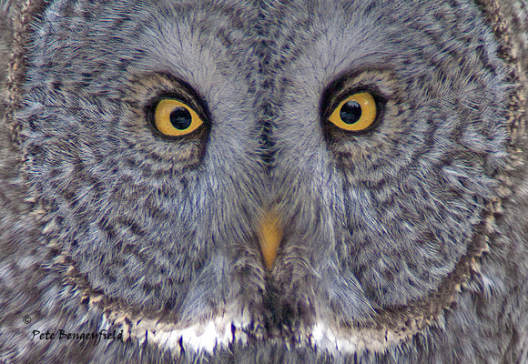 owl-146-f