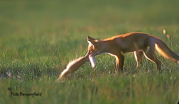 fox-081-k
