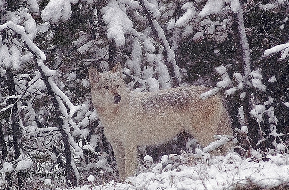 Ghost Wolf