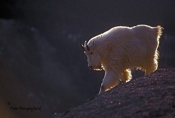 Backlit Billy