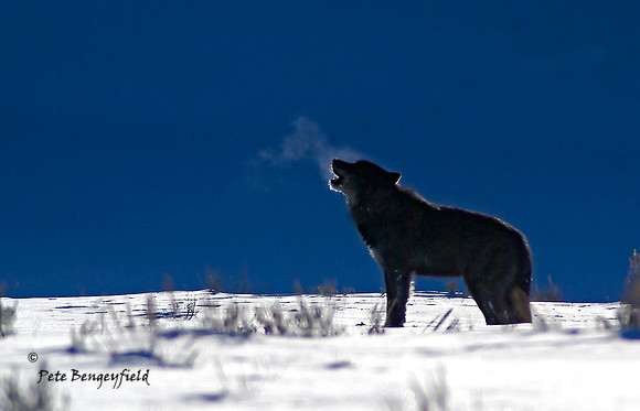 302 Howling