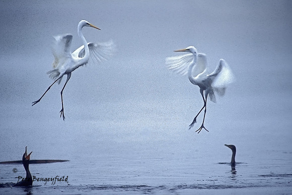 Dancing Egrets