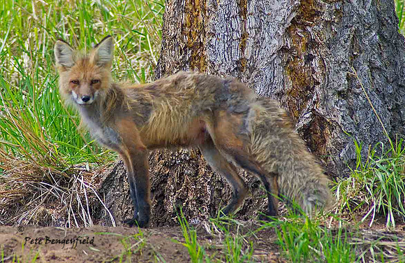 fox-429-d