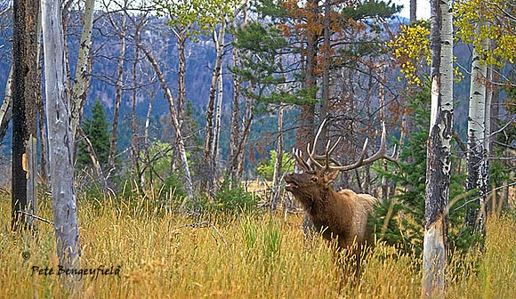 elk-2794-f