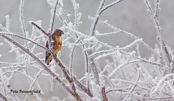 Frosty Perch