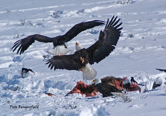 Carcass Conflict III