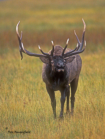 elk-3403-f
