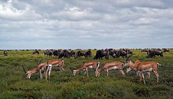 a-026-d