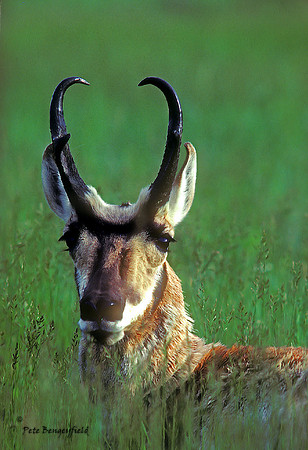 Antelope Portrait