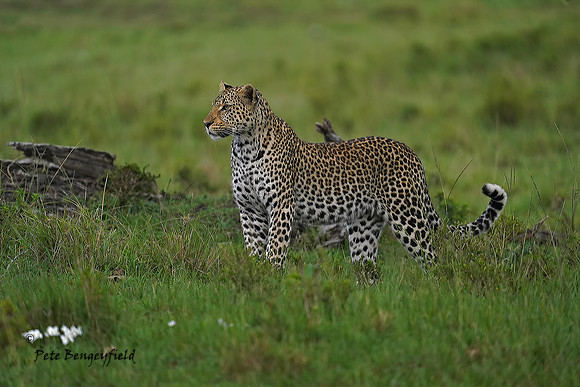 leo-043-d