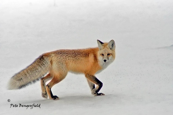 fox-478-d