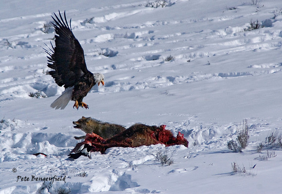 Carcass Conflict I