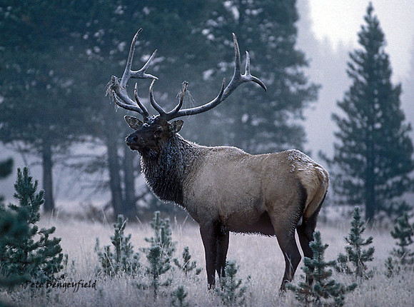 elk-130-e