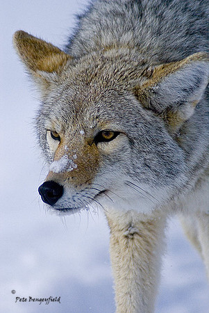 coy-1139-d