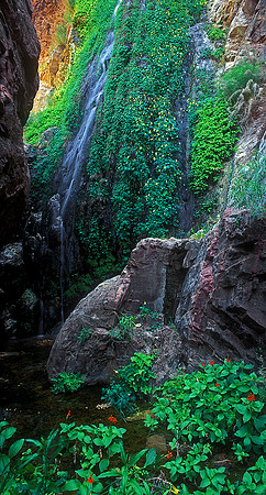 Cool and Green and Shady
