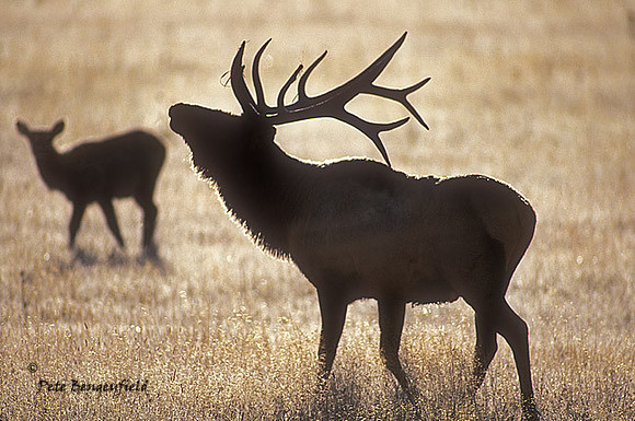 elk-4293-f