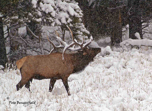 elk-4902-d