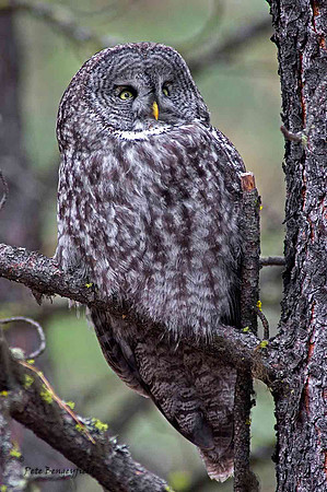 owl-510