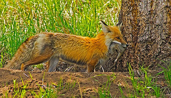 fox-407-d