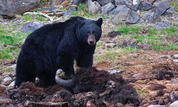 Bison Buffet