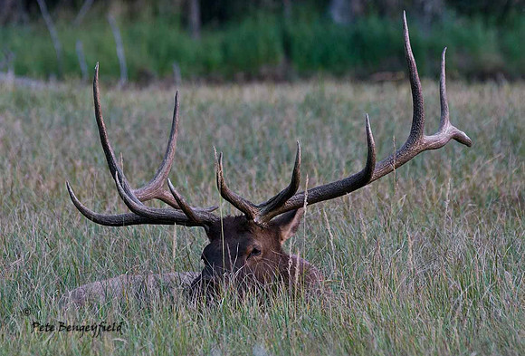 elk-4887-d