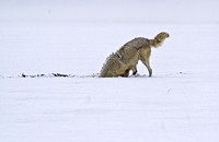 Coyotes