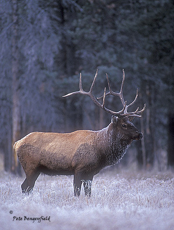 elk-3661-f