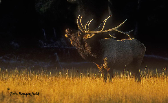 elk-2987-f