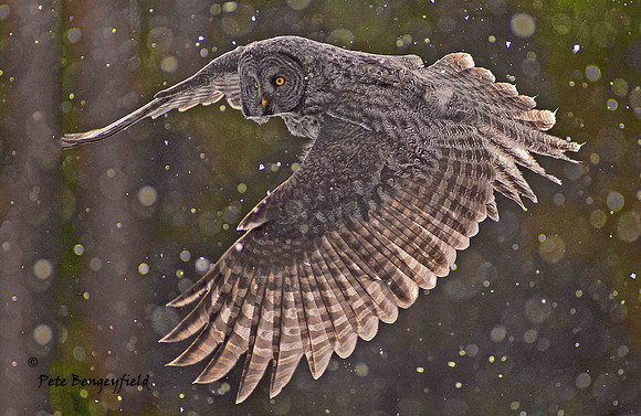 owl-464-d