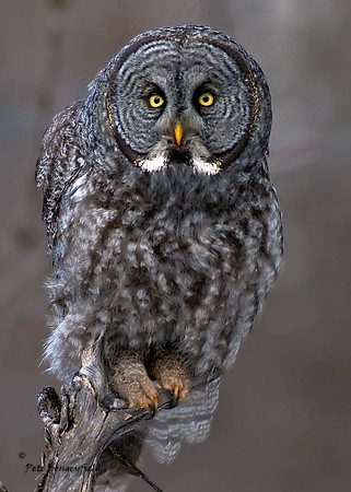 owl-514-d