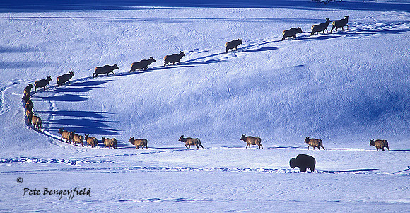 Follow the Leader