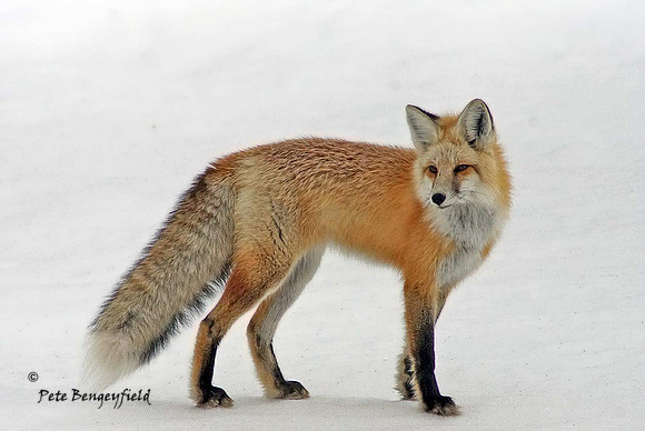fox-477-d