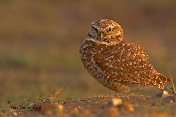 Burrowing Owl