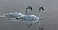 Swan