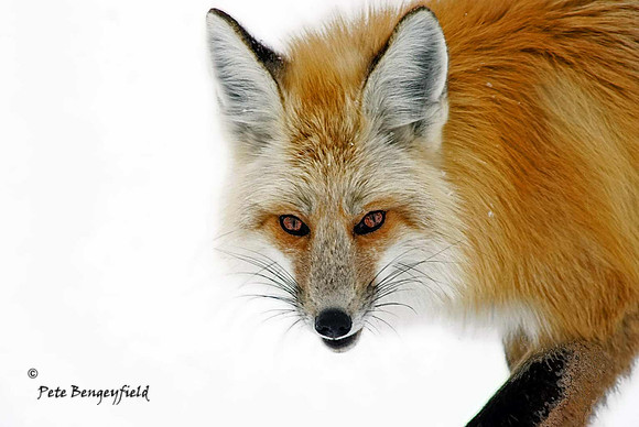 fox-470-d