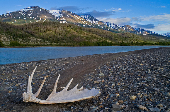 Alsek Antler
