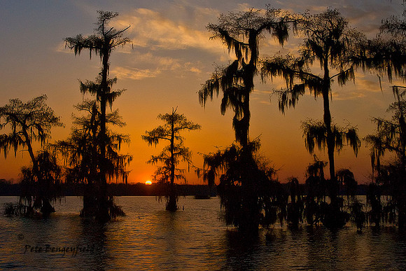 Cypress Sunset