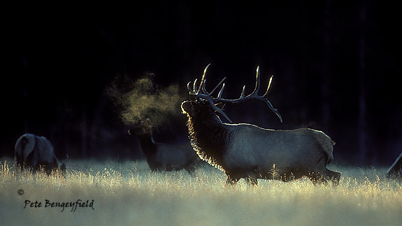 elk-2112-k