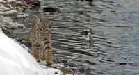 Bobcat