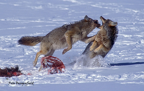 Food Fight