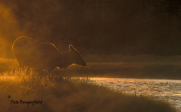 elk-2984-f