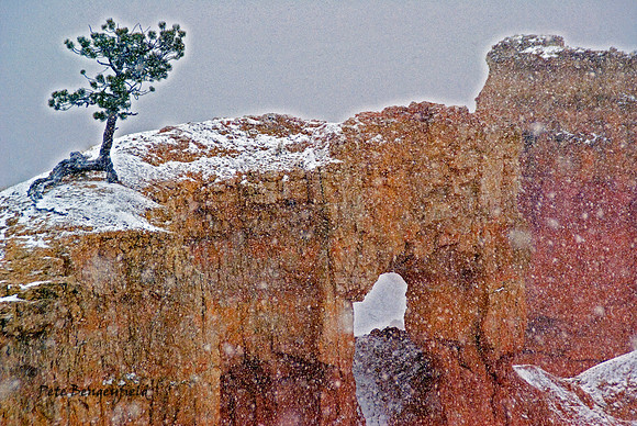 Bryce in the Snow